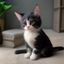 用户咖啡猫猫的头像，棕色系可爱猫咪图标